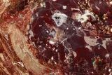 Purple/Red Arizona Petrified Wood Round - Amethyst Pocket #344103-1